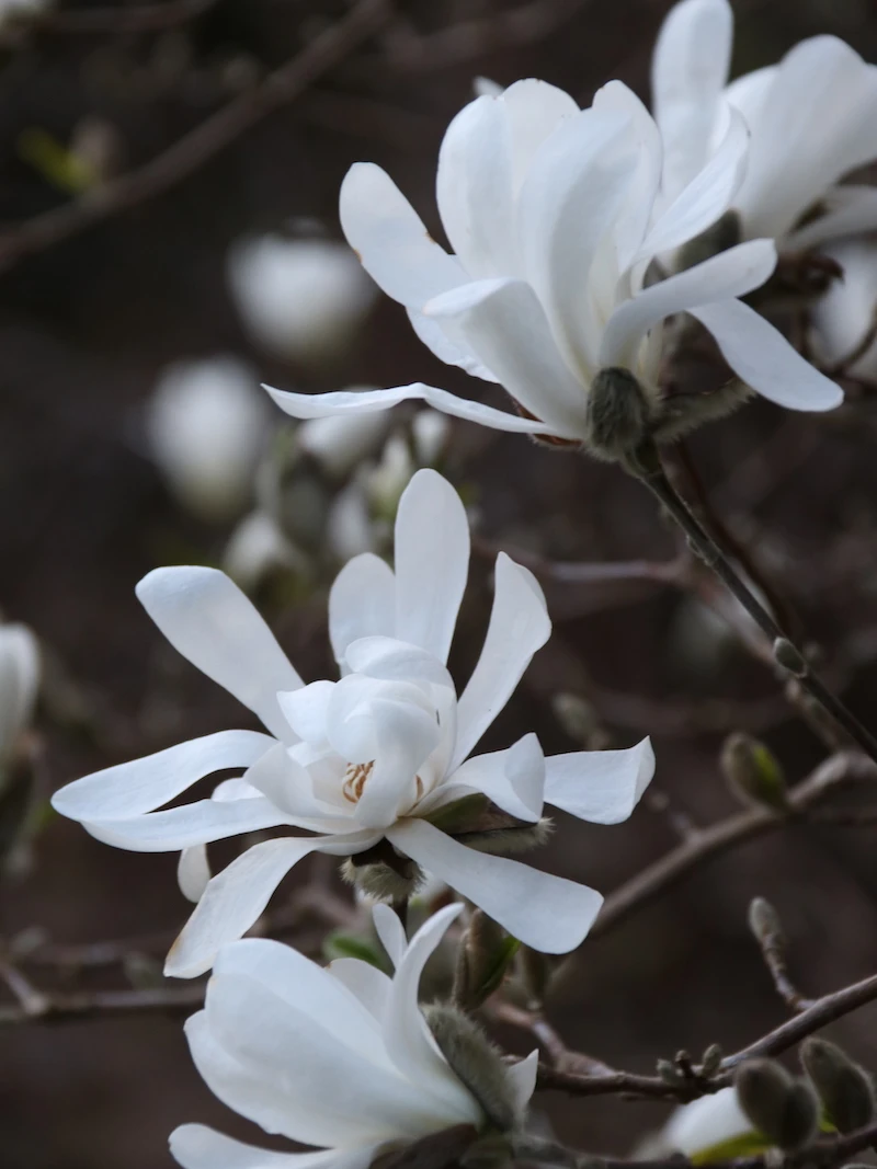 sieboldii